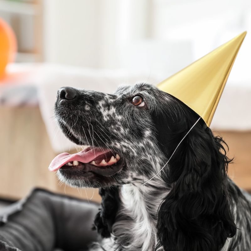Black-and-white-dog-wearing-birthday-party-hat